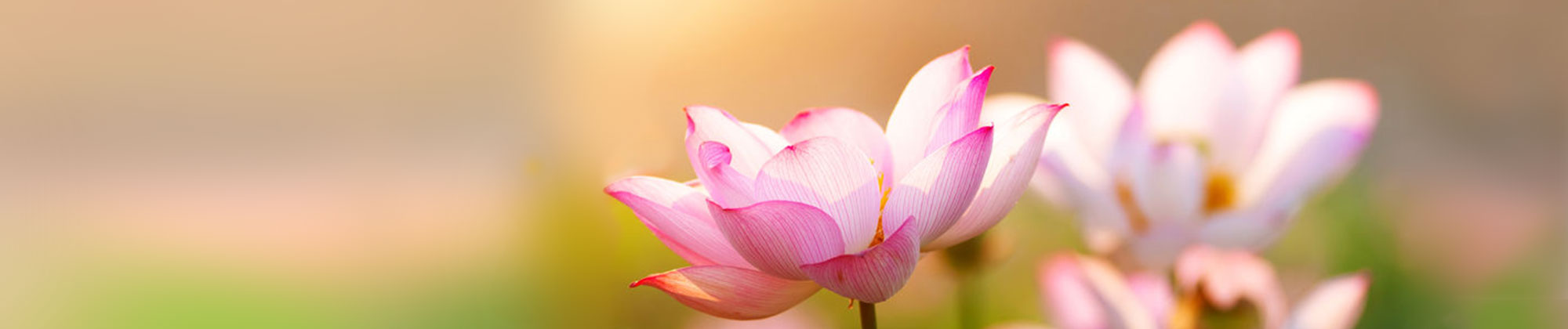 ייחודה של המדיטציה הטרנסנדנטלית