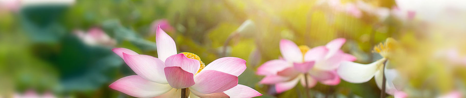 שאלות נפוצות - מדיטציה טרנסנדנטלית